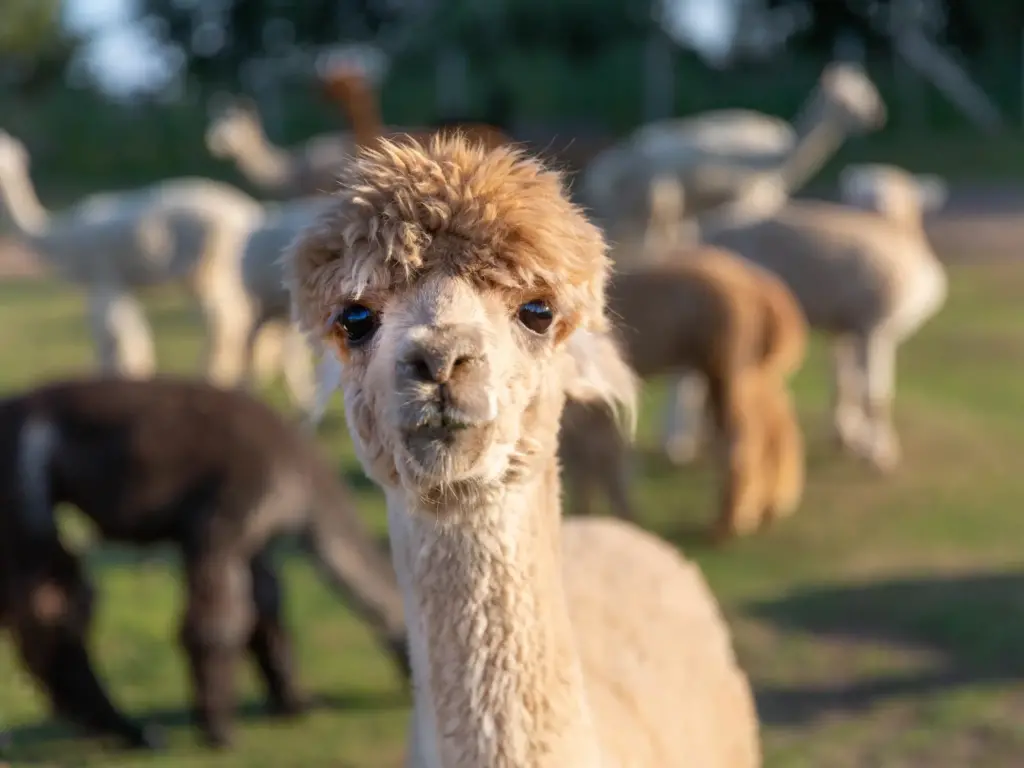 Alpaca