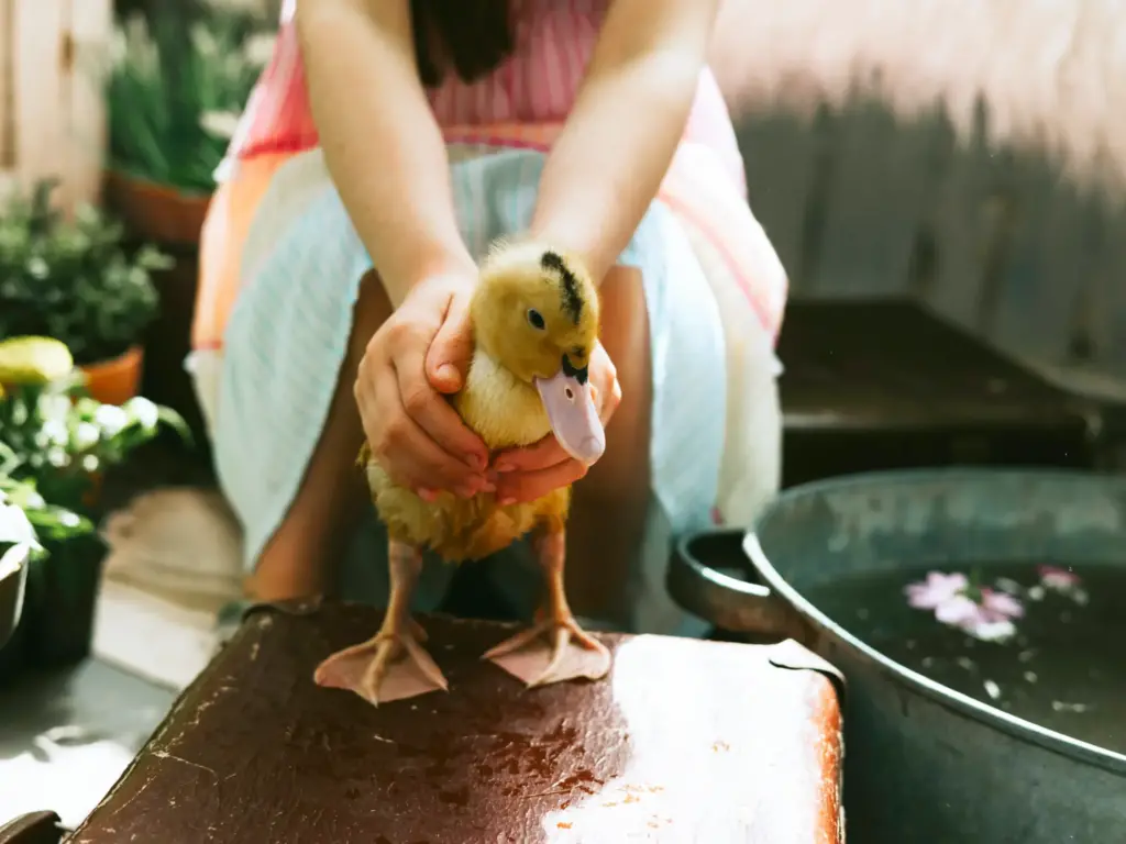 Duck tips