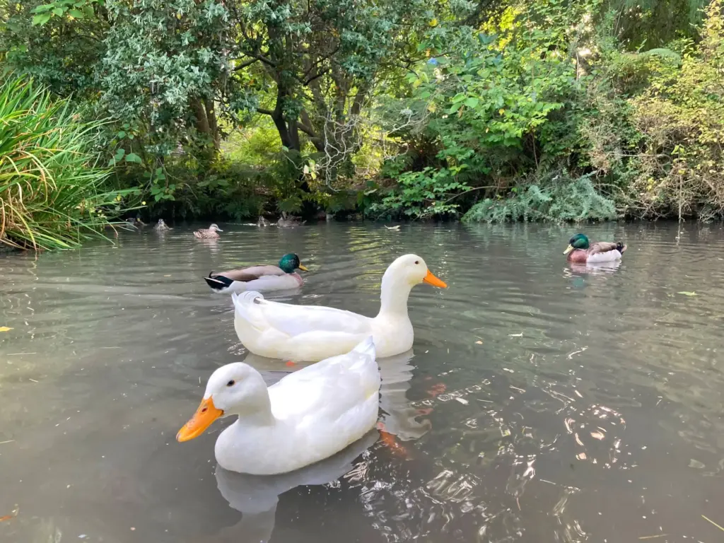 Ducks