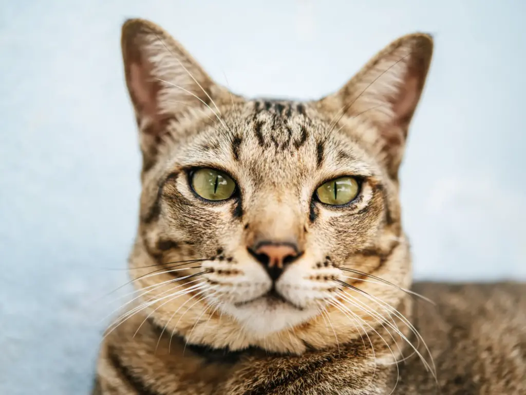 Katten