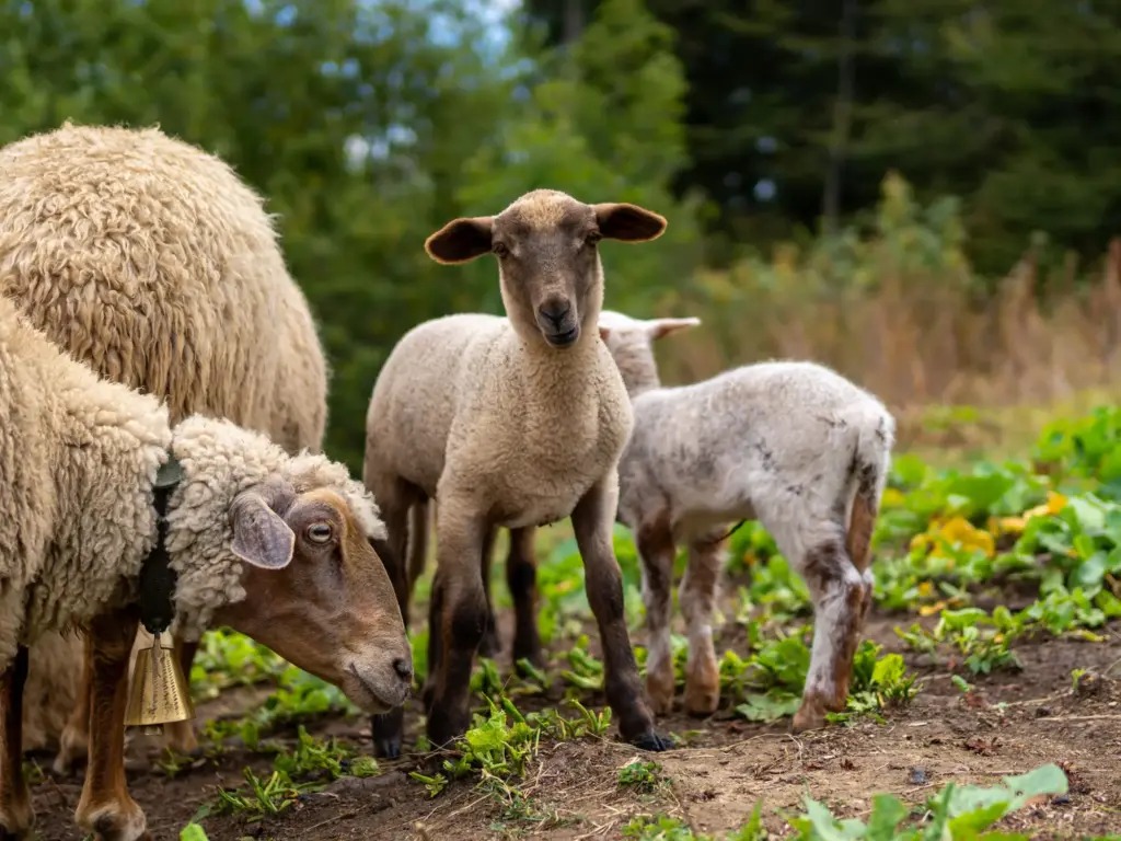 Lamb