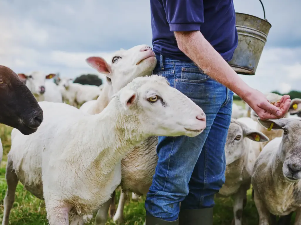 Sheep feed