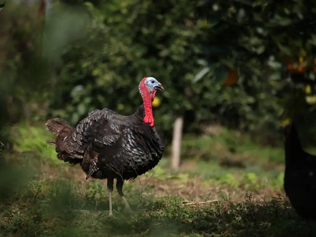 Turkey