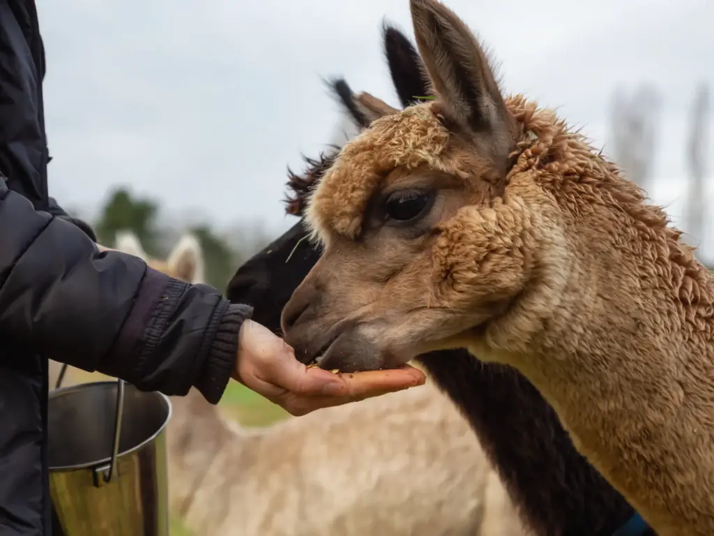alpaca-feed