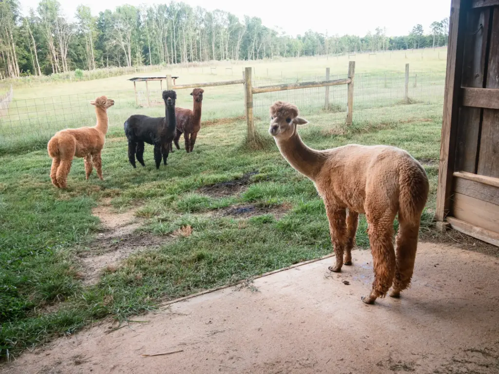 alpaca-group