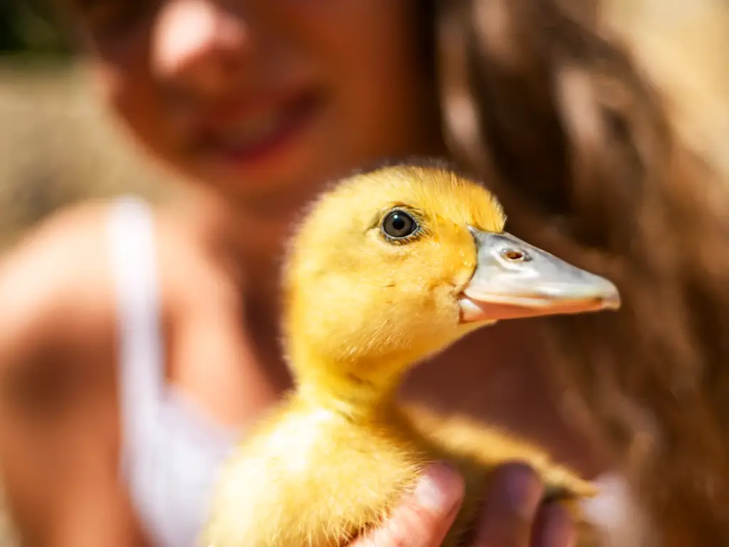 baby duck