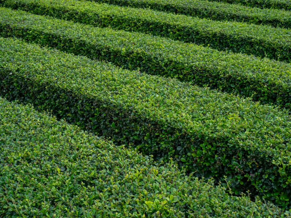 buxus