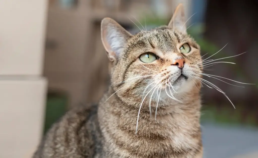 Assortiment voor katten