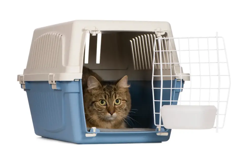 cat-crate