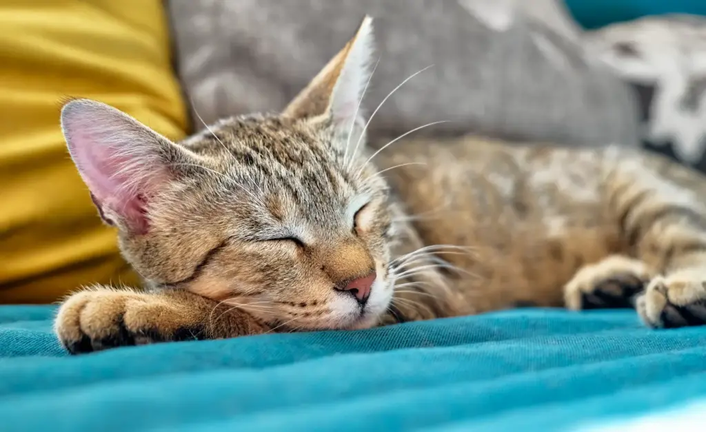 cat-sleep2