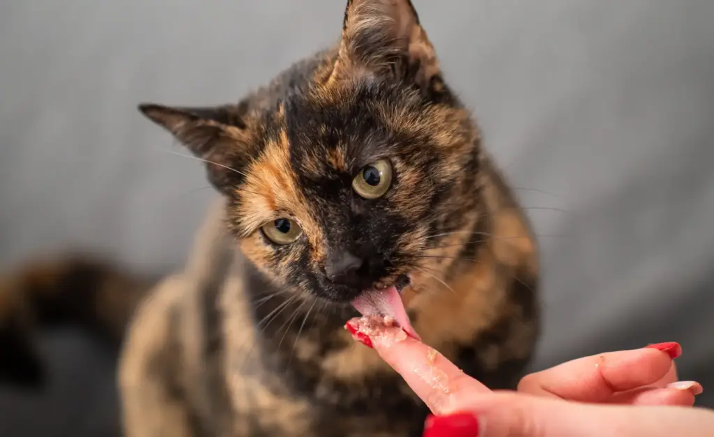 cat-treat2