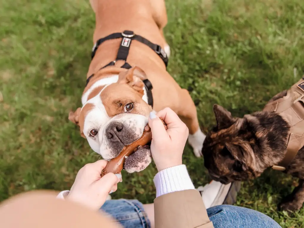dog-treat