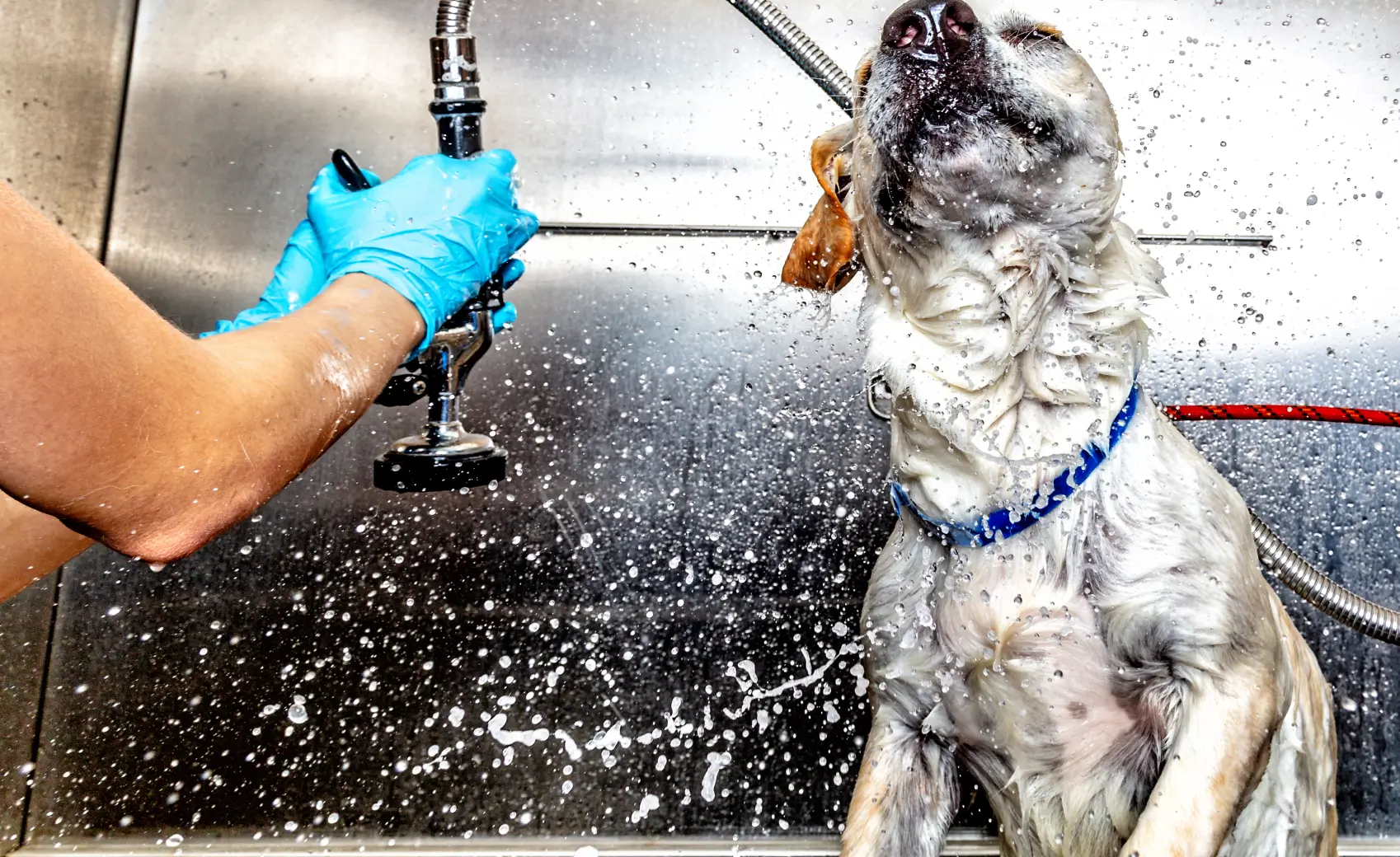 dog-wash