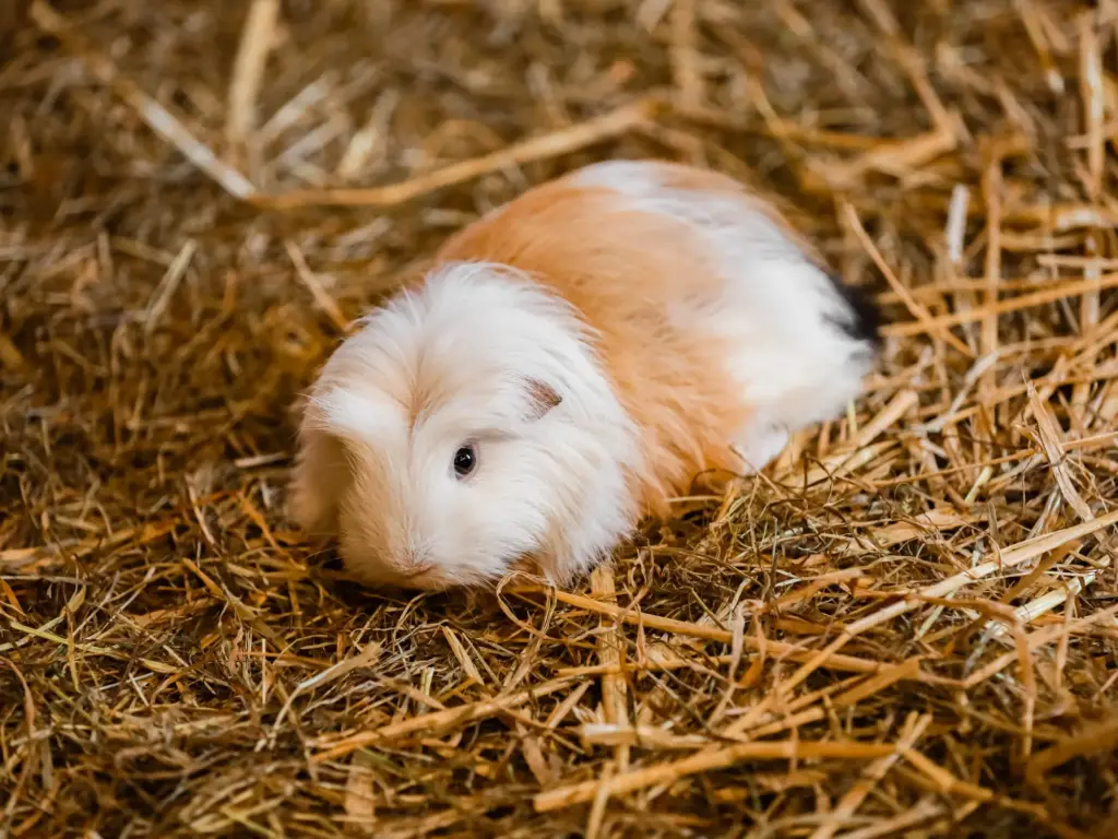 guinea pig