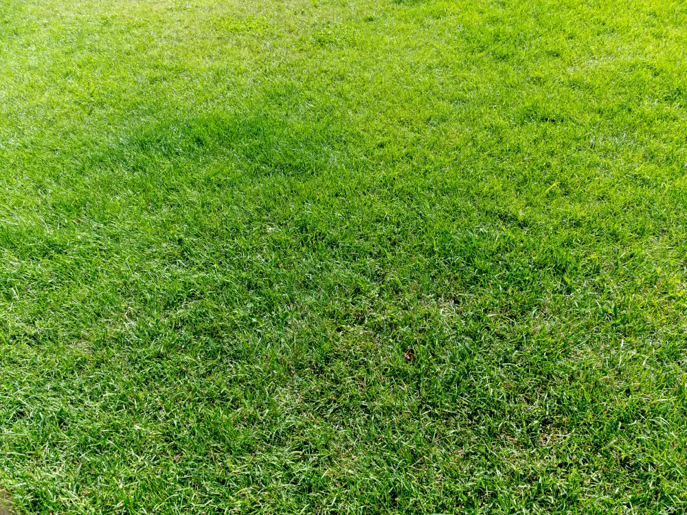lawn