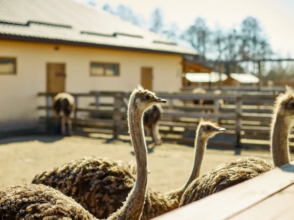 ostrich