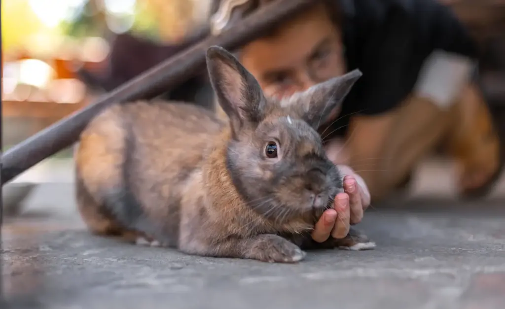 rabbit-1