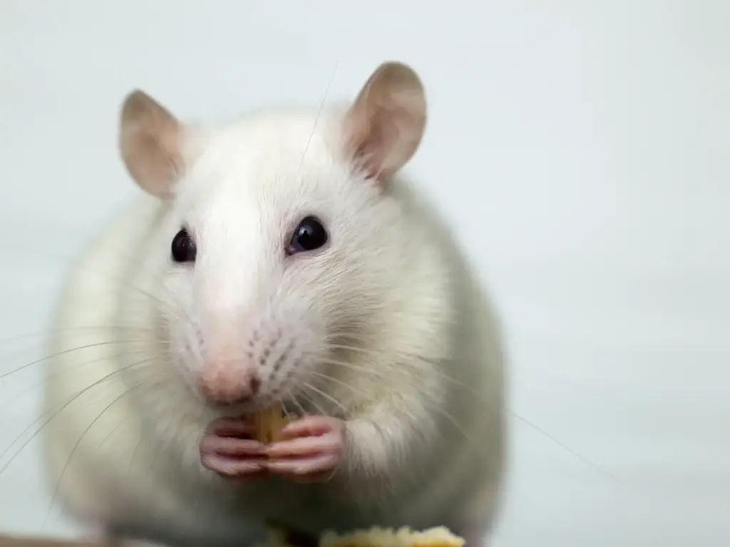 rat